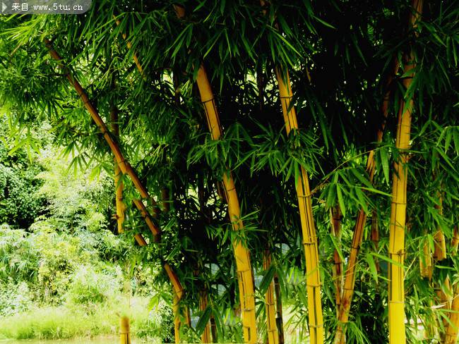 点击大图看下一张：夏天的竹子摄影图片