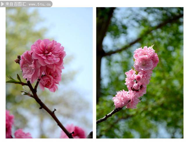 点击大图看下一张：春日桃花图片漂亮迷人