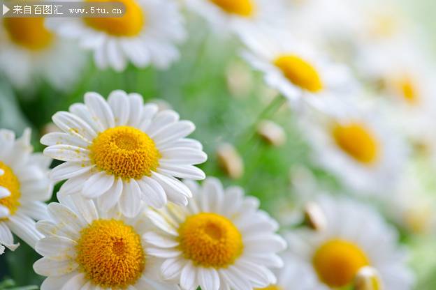 点击大图看下一张：白色菊花图片唯美背景素材欣赏