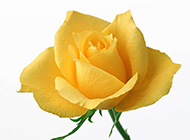美丽芬芳的黄玫瑰