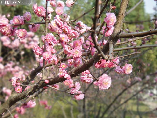 点击大图看下一张：冬日梅花图片素材摄影作品