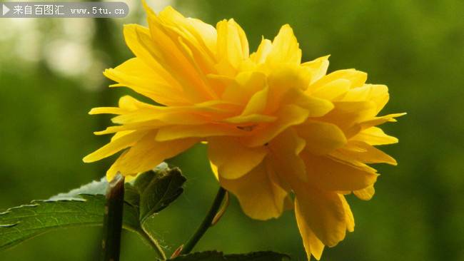 点击大图看下一张：阳光下的黄色花朵图片