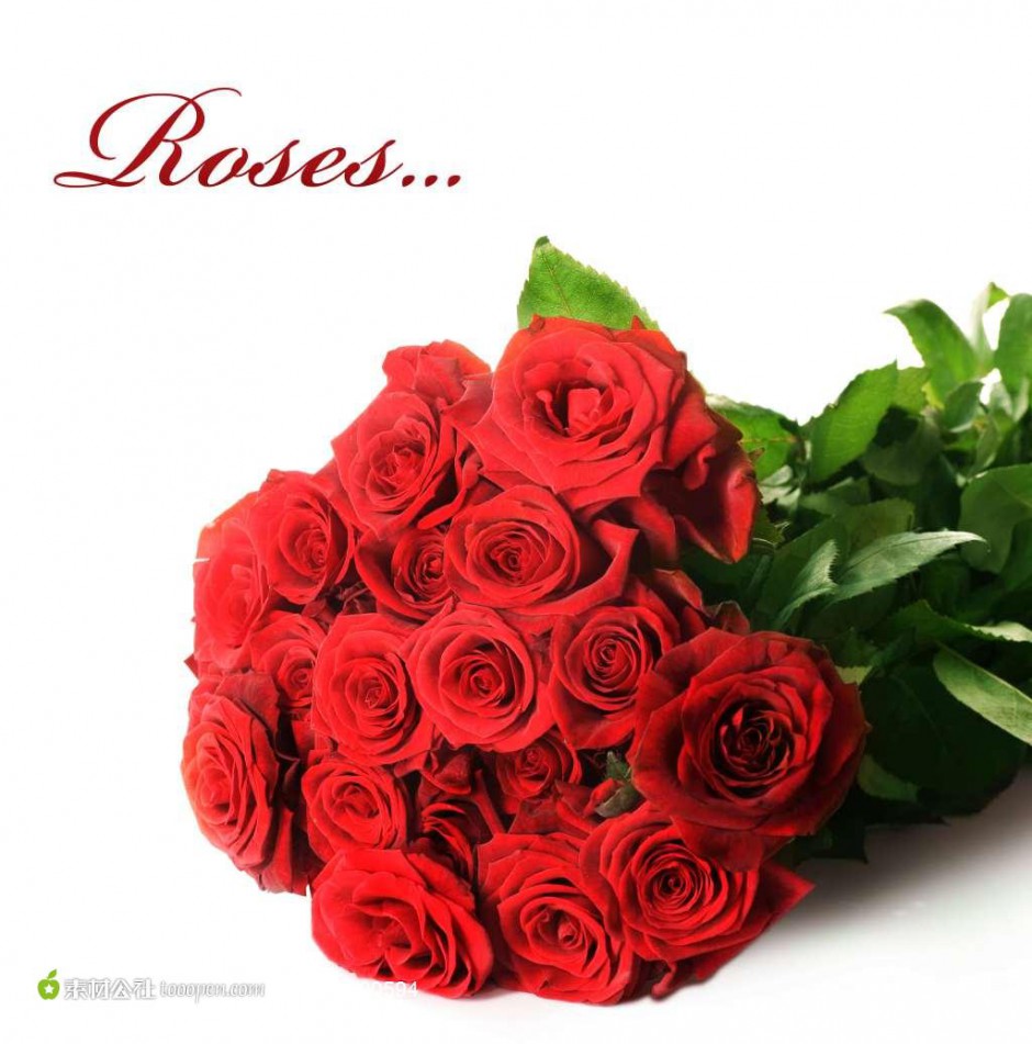 点击大图看下一张：一束红红火火的玫瑰花图片素材