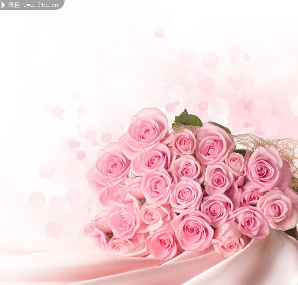 点击大图看下一张：粉色玫瑰花的图片高清特写