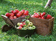 果园里新鲜采摘的苹果图片