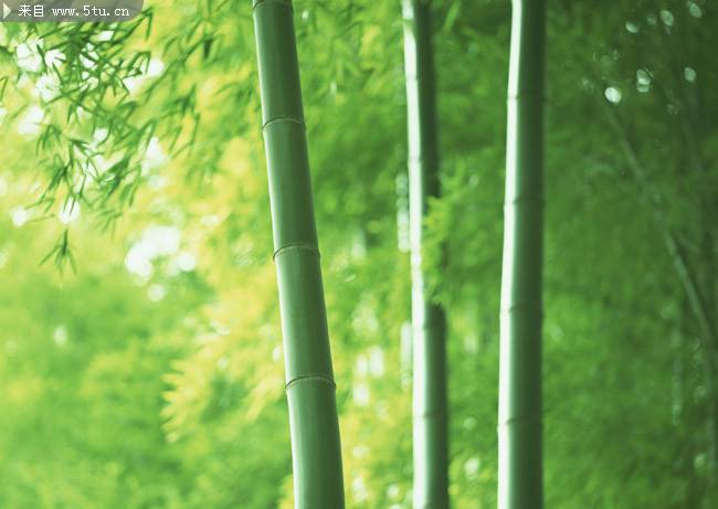 点击大图看下一张：清新脱俗的竹子摄影图片