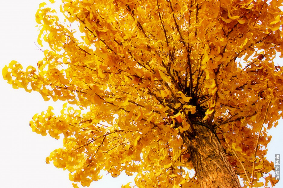 点击大图看下一张：秋天精美银杏树叶特写图片