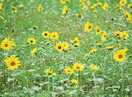 野外的黄菊花摄影图片