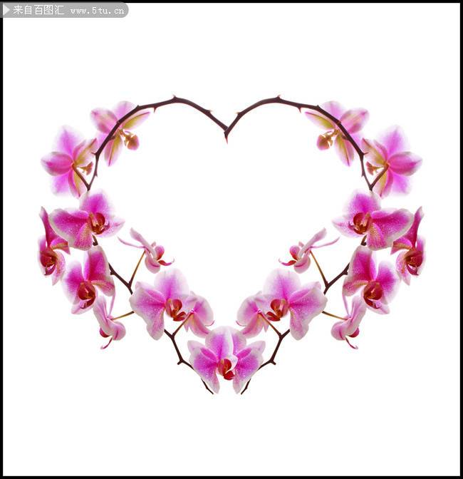 点击大图看下一张：紫蝴蝶花图片清新鲜花素材分享