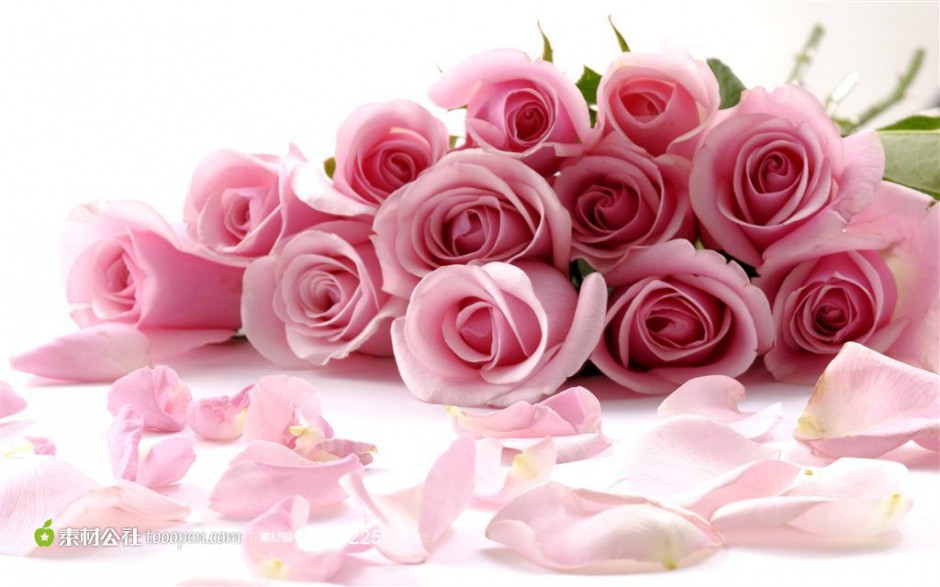 点击大图看下一张：美丽动人的粉玫瑰摄影图片