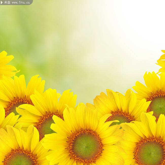 点击大图看下一张：阳光下的向日葵高清摄影图片