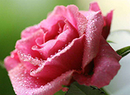 漂亮的玫瑰花图片背景素材