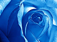 妖艳的蓝色玫瑰高清壁纸