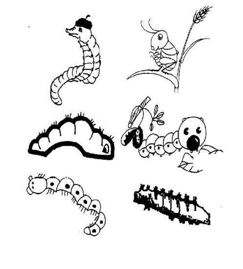 毛毛虫简笔画图片大全