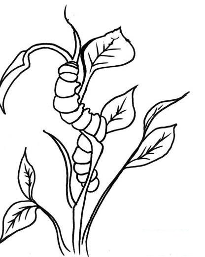 儿童简笔画:叶子上的虫子