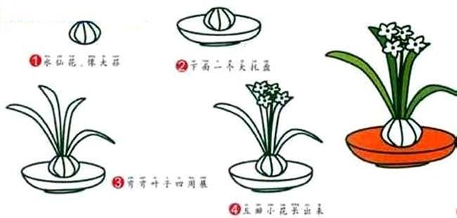 水仙花的简笔画画法步骤：怎么画水仙花