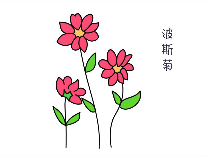 波斯菊花简笔画