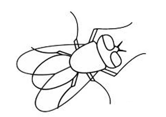 幼儿小苍蝇简笔画图片