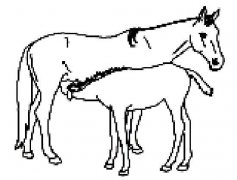 吃奶的小马和母马简笔画