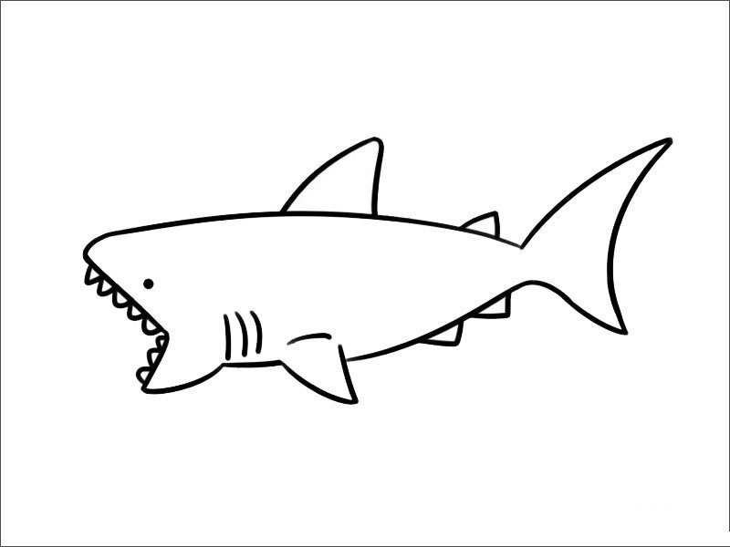 鲨鱼怎样画