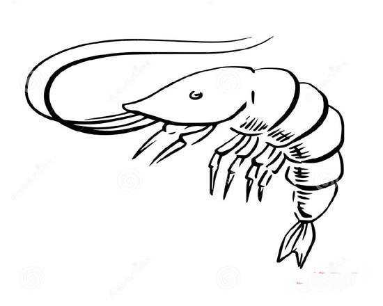 幼儿海虾简笔画图片