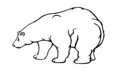 强壮的大北极熊简笔画图片