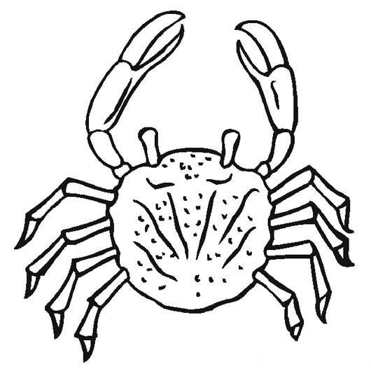 海生动物简笔画：螃蟹