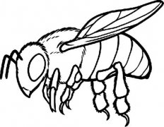 昆虫简笔画：蜜蜂