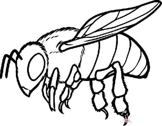 昆虫简笔画：蜜蜂