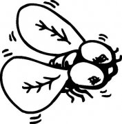 幼儿昆虫简笔画图片：苍蝇