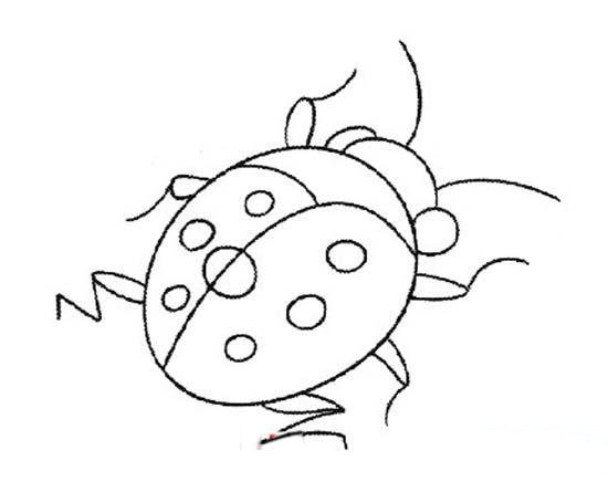 昆虫简笔画：七星瓢虫