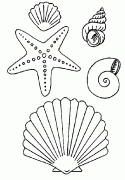 海星贝壳海螺简笔画大全