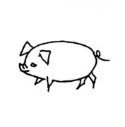 小猪简笔画图片