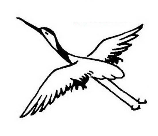 空中飞翔的丹顶鹤简笔画图片