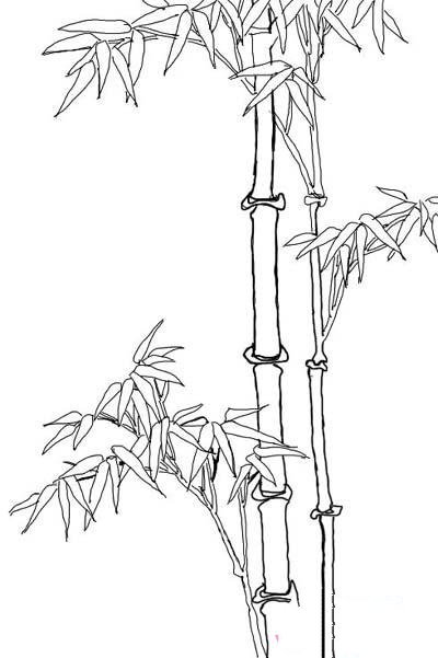 线描竹子树简笔画图片大全