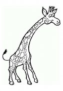 儿童简笔画:长颈鹿