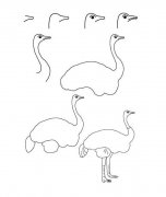 鸵鸟的简笔画画法步骤：怎么画鸵鸟