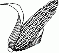 玉米棒简笔画图片