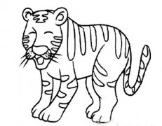 动物简笔画：老虎