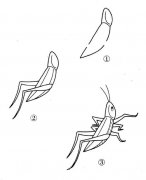 蝗虫简笔画画法步骤：怎么画蝗虫