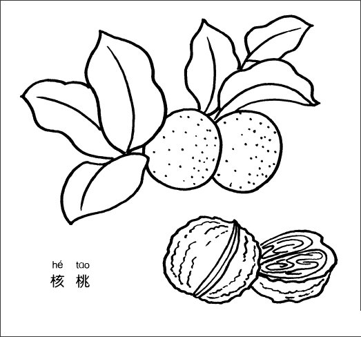 核桃简笔画