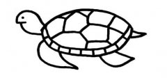 水中游的乌龟简笔画