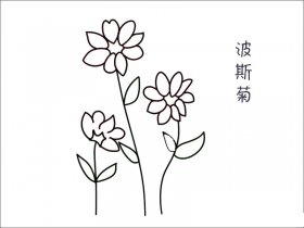 波斯菊花简笔画