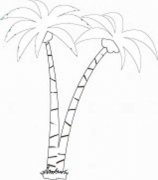 幼儿关于树的简笔画：椰子树