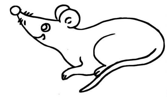 儿童简笔画：老鼠