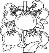 挂满藤蔓的西红柿简笔画