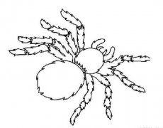 小学生黑白蜘蛛简笔画图片