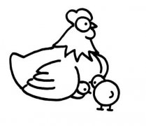 鸡妈妈与小鸡简笔画图片