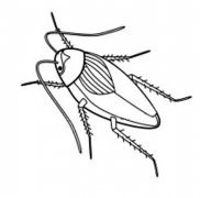 幼儿蟑螂简笔画图片