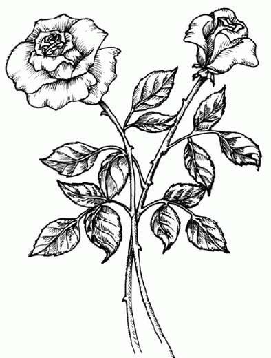植物简笔画:玫瑰花